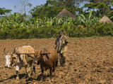 Farmer Plows with Oxen  between Jima and Bonga  Ethiopia