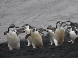 Chinstrap Penguin on the beach  Deception Island  Antarctica