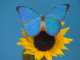 Morpho Anaxibia Butterfly on Flowers