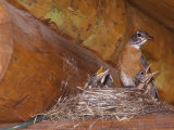American Robin with Young  Glacier National Park  Montana  USA