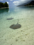 Stingrays in Shallow Lagoon  Moorea  French Polynesia  South Pacific