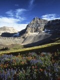 Wildflower meadows below Mt Timpanogos  Uinta-Wasatch-Cache National Forest  Utah  USA