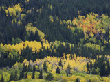 Aspen Trees  Endovalley  Rocky Mountain National Park  Colorado  USA