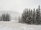 Winter Views from Train  Alberta  Canada