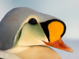 King Eider on Ice  Chuckchi Sea  Point Barrow  Alaska  USA