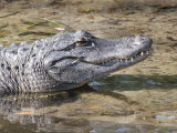 American Alligator  Florida  USA