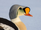 King Eider on Ice  Chuckchi Sea  Point Barrow  Alaska  USA