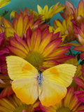 The Orange Barred Sulphur Butterfly