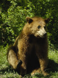 Black Bear  Wyoming  USA