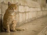 Cat and stone wall outside of Rector's Palace  Dubrovnik  Dalmatia  Croatia