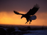 Bald Eagle in Flight at Sunset  Kachemak Bay  Alaska  USA