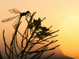 Silhouette of Damselfly  Lee Metcalf National Wildlife Refuge  Montana  USA