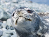 Weddell Seal Resting  Western Antarctic Peninsula  Antarctica