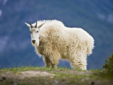 Mountain Goat  Jasper National Park  Alberta  Canada