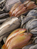 Fish on Display at Market  Pujili  Ecuador