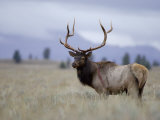 Bull Elk  Grand Teton National Park  Wyoming  USA