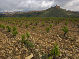 Vineyard in stony soil with San Vicente de la Sonsierra Village  La Rioja  Spain