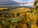 Fall Over the Knudsen and Bella Vida Vineyards  Willamette Valley  Oregon  USA