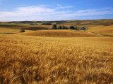 Wheat fields  Whitman County  Washington  USA