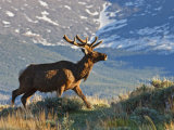Elk with Velvet Covered Antlers  Rocky Mountain National Park  Colorado  USA