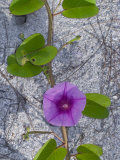 Railroad Vine  Captiva Island  Florida