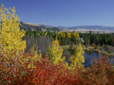 Aspen Trees and Black Hawthorn  Grand Teton National Park  Wyoming  USA