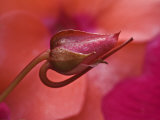 Close-Up of Ose Bud With Dew