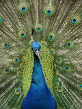 Peacock on Castle Grounds  Cardiff Castle  Wales