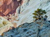 Red-Rock Butte and Tree  Zion National Park  Utah  USA