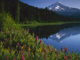 Mt Hood from Trilliam Lake  Mt Hood National Forest  Oregon  USA