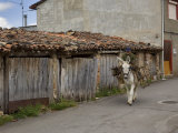 Old man rides a donkey loaded with wood  Anguiano  La Rioja  Spain
