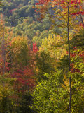 Fall in a Forest in Grafton  New Hampshire  USA