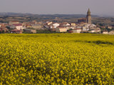Yellow mustard flowers  Elvillar Village  La Rioja  Spain