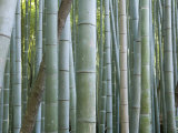 Bamboo Forest  Kyoto  Japan