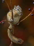Least Chipmunk Eating Berries  Grand Teton National Park  Wyoming  USA