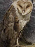 Barn Owl  Ecuador