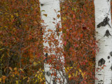 Aspen Trees and Black Hawthorn  Grand Teton National Park  Wyoming  USA
