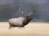 Bull Elk Running  Yellowstone National Park  Wyoming  USA
