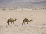 Domesticated Camels that roam the Desert  Salalah  Dhofar  Oman