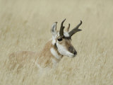 Pronghorn Male Resting  Yellowstone National Park  Wyoming  USA