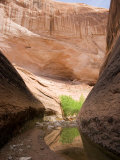 Willow Gulch Area in Grand Staircase  Escalante National Monument  Utah  USA