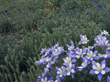 Wildflowers in Alpine Meadow  Ouray  San Juan Mountains  Rocky Mountains  Colorado  USA
