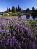 Lupine and Alpine tarn  William O Douglas Wilderness  Washington  USA