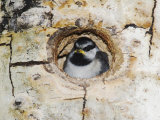 Mountain Chickadee in Aspen Tree  Rocky Mountain National Park  Colorado  USA