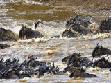 Migrating Wildebeest  Mara River  Maasai Mara  Kenya