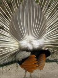 Peacock on Castle Grounds  Cardiff Castle  Wales