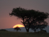 Sunset with Acacia Trees  Moru Kopjis  Kenya