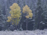 Aspen Trees in Snowstorm  Grand Teton National Park  Wyoming  USA