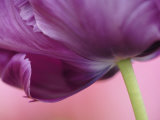 Close-up of underside of tulip flower  Kuekenhof Gardens  Lisse  Netherlands  Holland