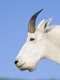 Mountain Goat Billy at Logan Pass  Glacier National Park  Montana  USA